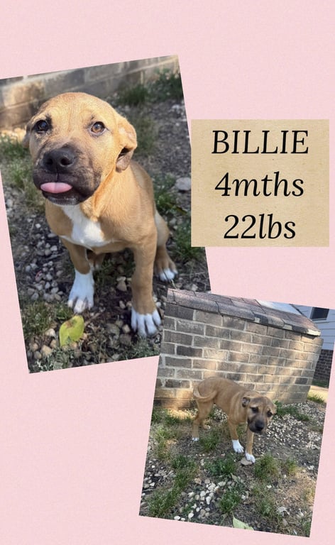 BILLIE Image