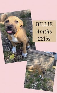 BILLIE - Photo 1