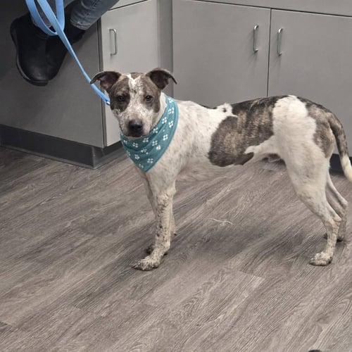 BEAU - Cattle Dog available for adoption