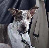 BEAU - Photo 2