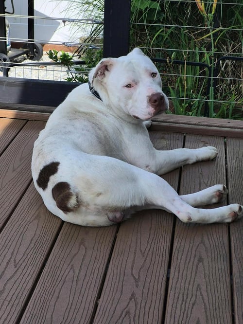 JOHNNY - Boxer available for adoption