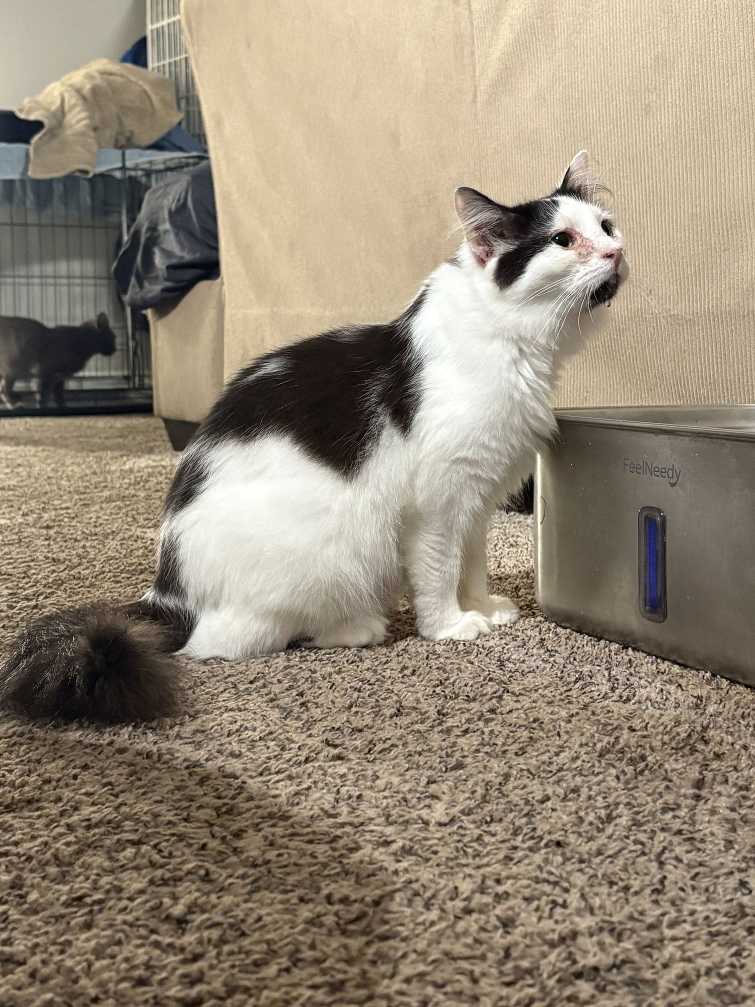 DUNCAN - Domestic Medium Hair available for adoption