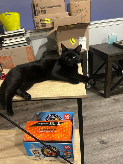 MORLEY - Domestic Short Hair / Tabby available for adoption