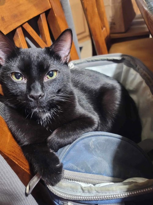 MORLEY - Domestic Short Hair / Tabby available for adoption