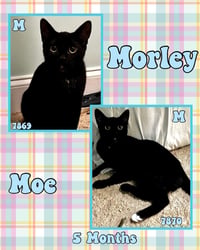 MORLEY - Photo 5