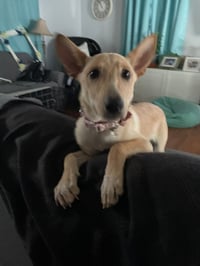 SHUG AKA FOXY - Photo 4