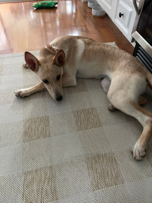 SHUG AKA FOXY - Unknown available for adoption