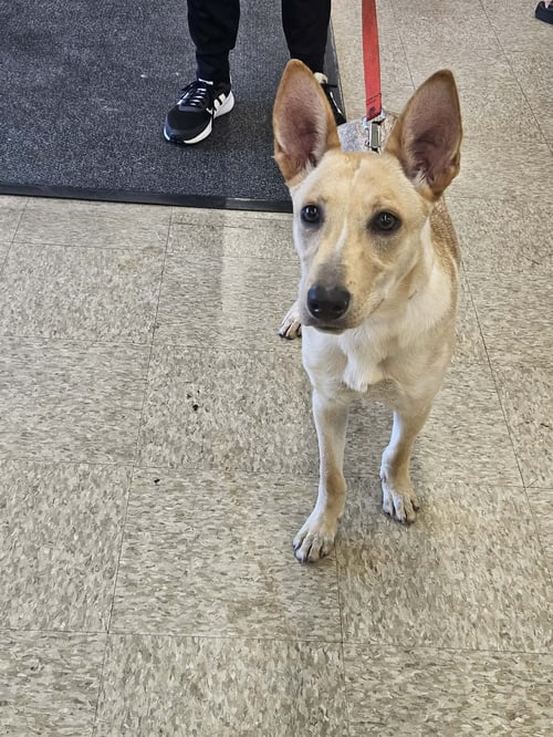 SHUG AKA FOXY - Unknown available for adoption