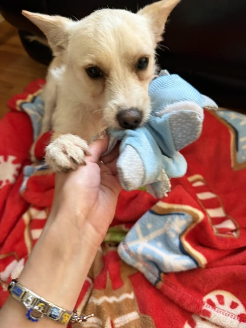 PETE - Terrier available for adoption