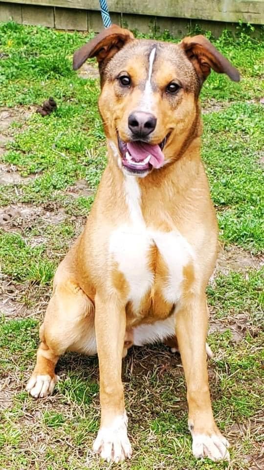 CODY - Shepherd / Labrador Retriever available for adoption