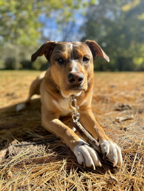 CODY - Shepherd / Labrador Retriever available for adoption