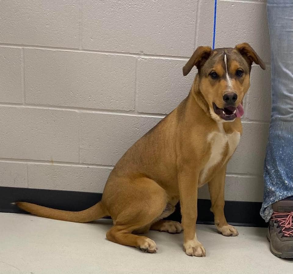 CODY - Shepherd / Labrador Retriever available for adoption