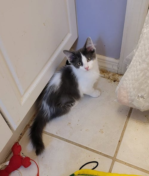 BELLA - KITTEN