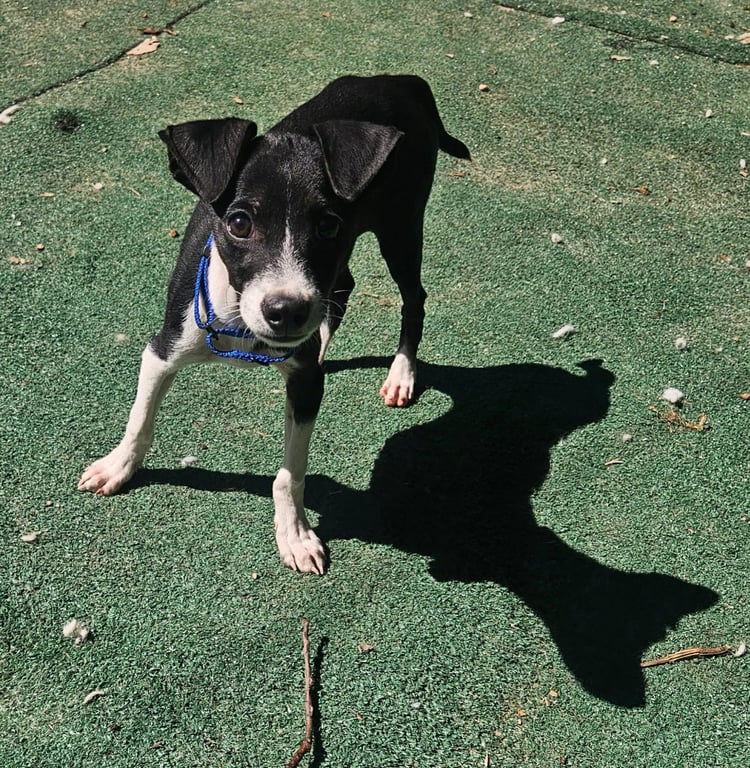 LASSO Image