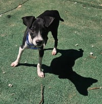 LASSO - Photo 1
