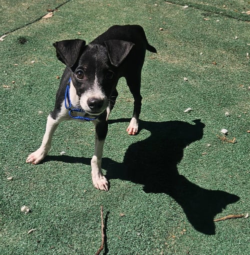 LASSO - Unknown available for adoption