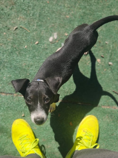 LASSO - Unknown available for adoption