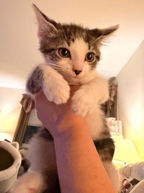 LARRY - Domestic Short Hair available for adoption