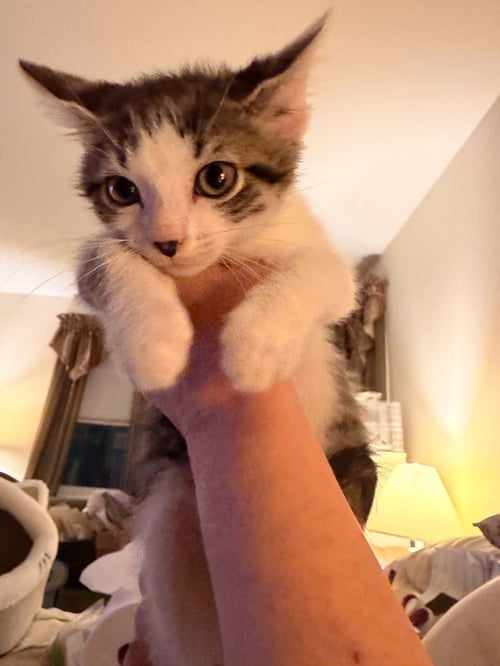 LARRY - Domestic Short Hair available for adoption