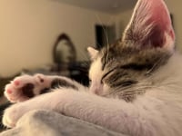 LARRY - Photo 3