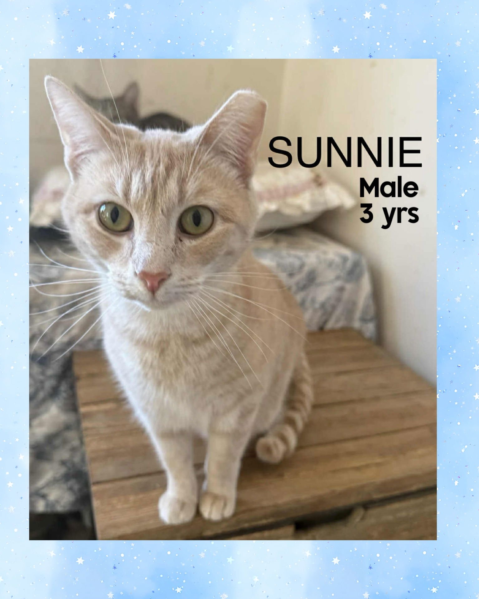 SUNNIE - Domestic Short Hair available for adoption