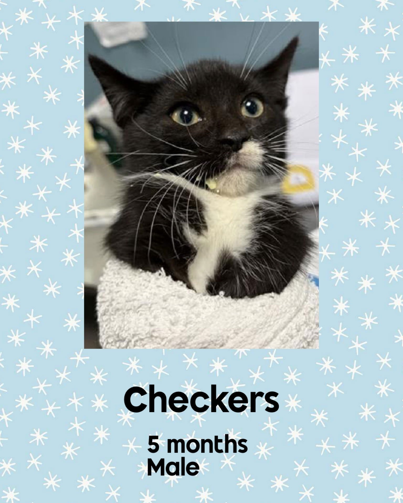 CHECKERS - Domestic Short Hair available for adoption