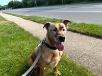 DRAKO - Photo 2