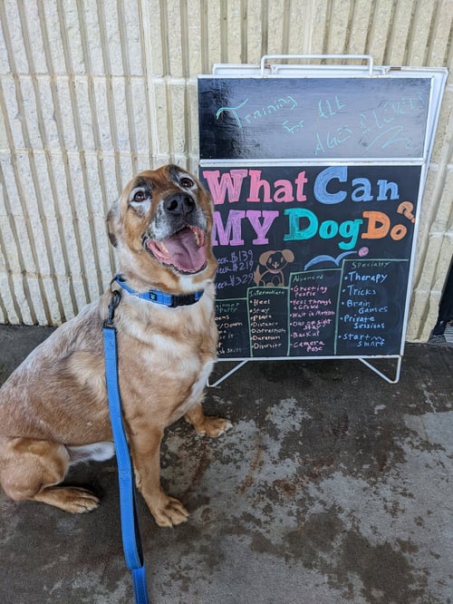DRAKO - Shepherd available for adoption