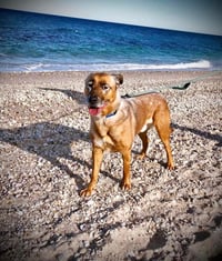 DRAKO - Photo 8