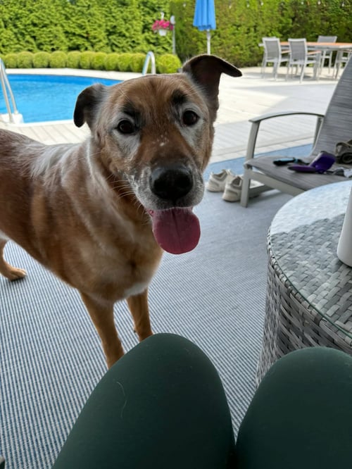 DRAKO - Shepherd available for adoption