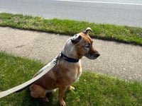 DRAKO - Photo 3