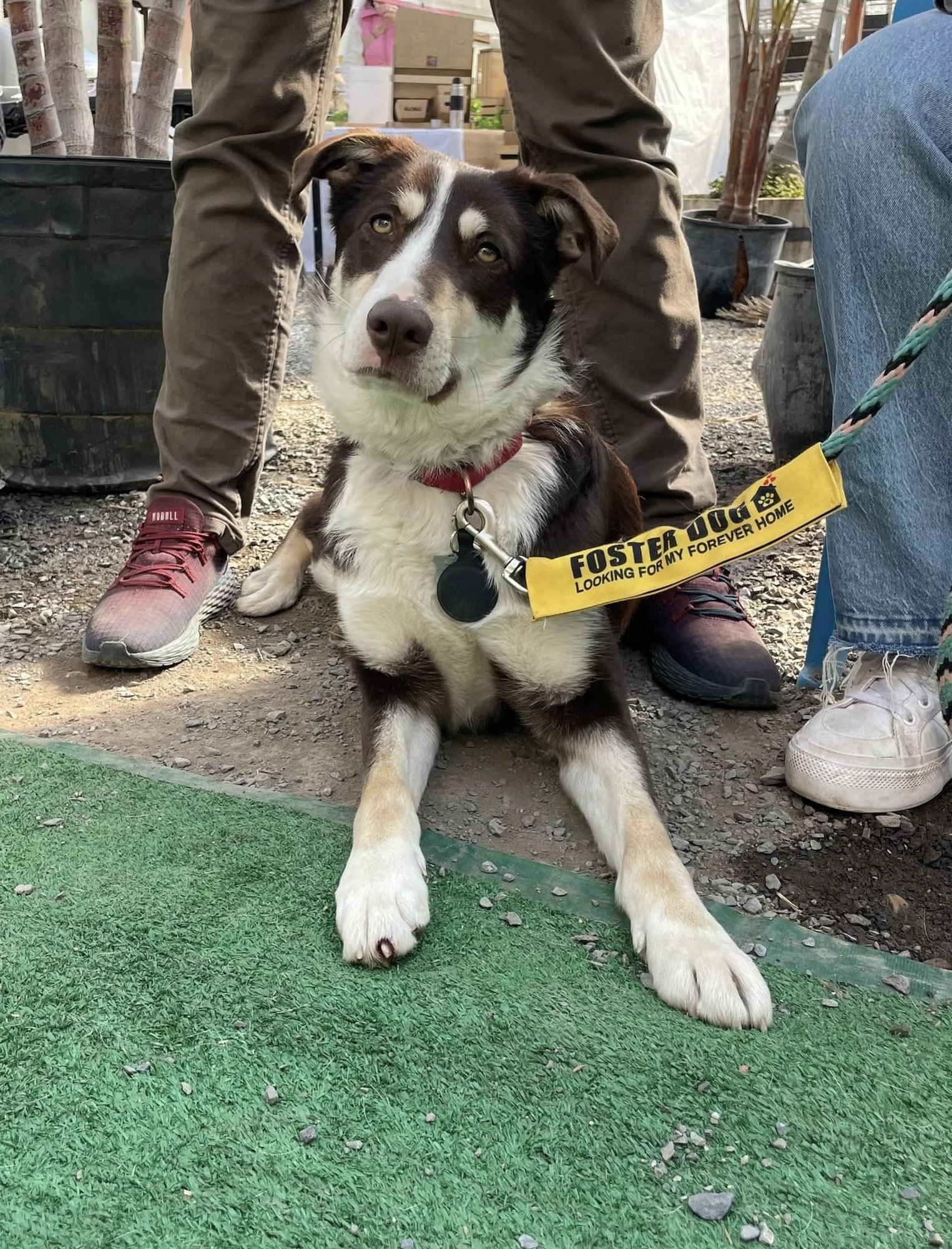 KATE - Unknown available for adoption