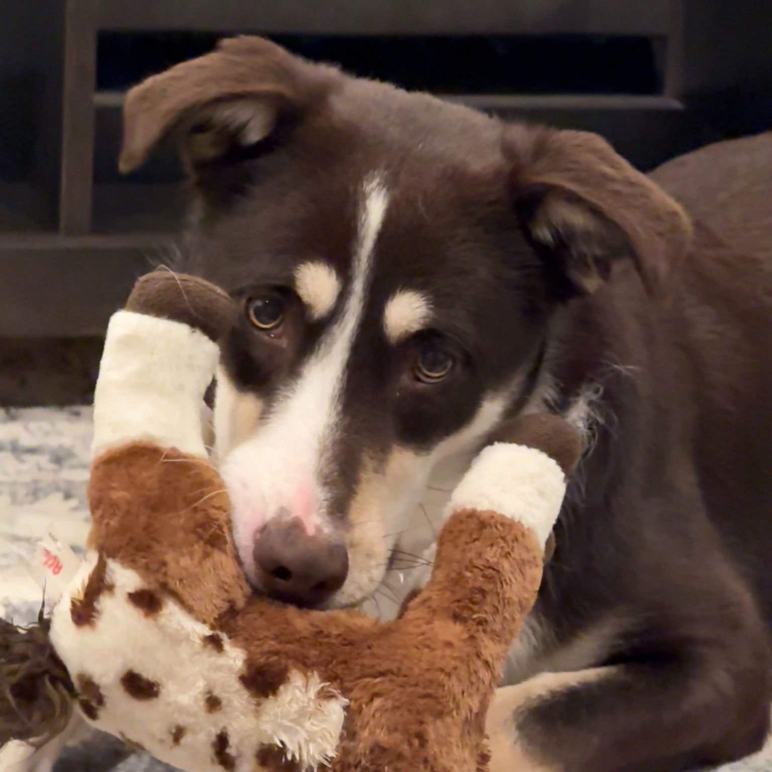 KATE - Unknown available for adoption