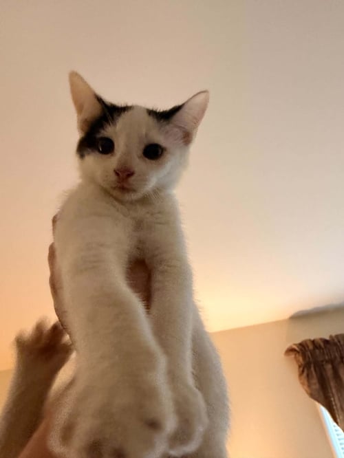 WIND - Domestic Short Hair available for adoption
