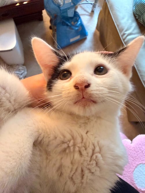 WIND - Domestic Short Hair available for adoption
