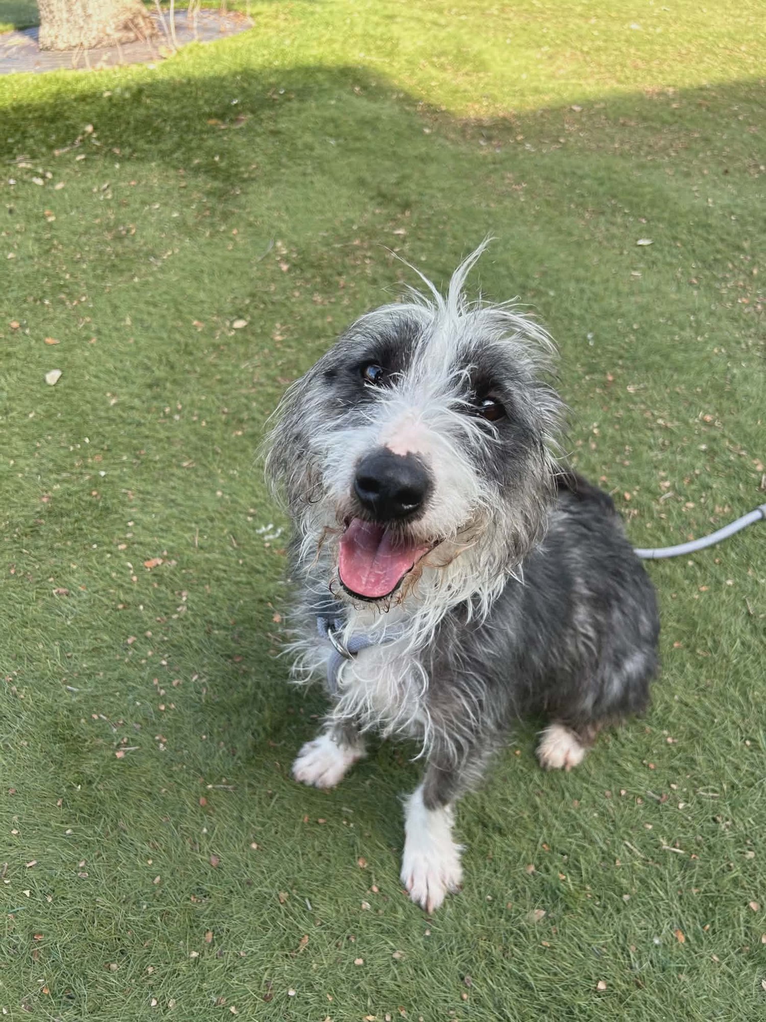 SUGAR - Terrier available for adoption