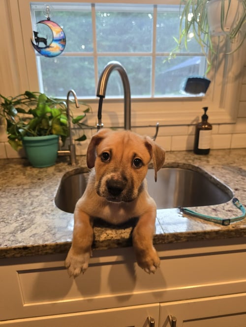 BRUNSON - Unknown available for adoption