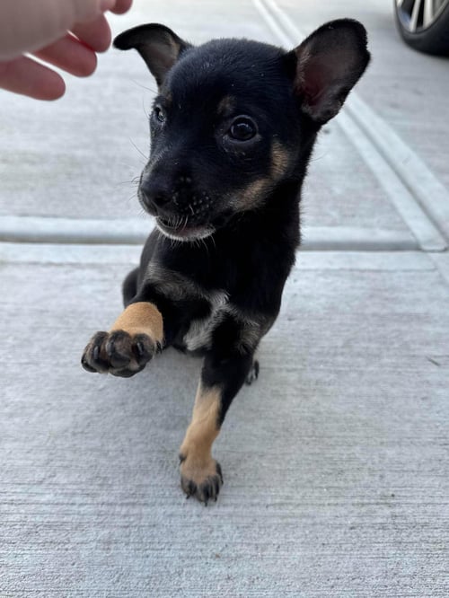 SPUNKY - Chihuahua available for adoption