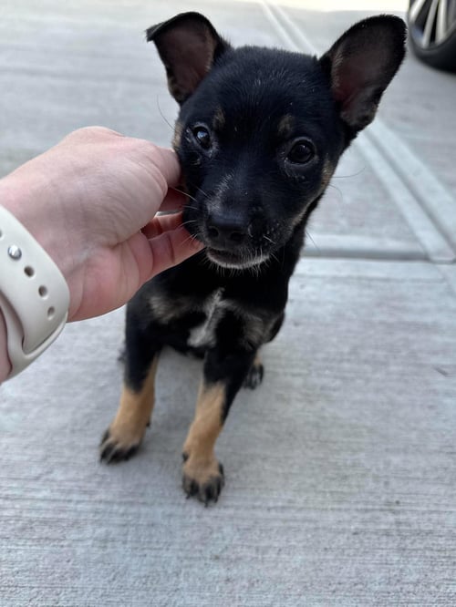 SPUNKY - Chihuahua available for adoption