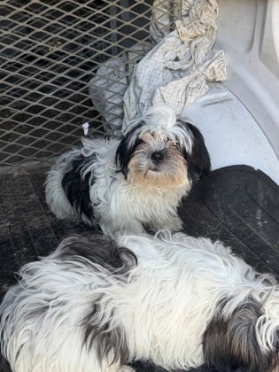 JEANIE - Shih Tzu available for adoption