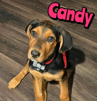 CANDY - Photo 1