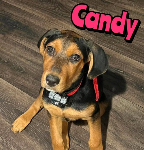 CANDY - Rottweiler available for adoption