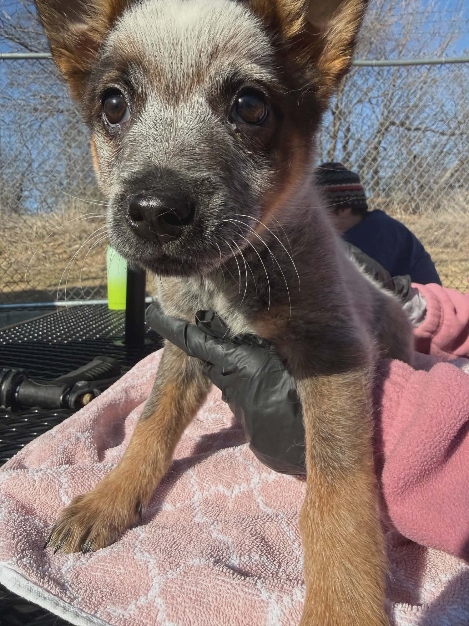 SAM - Unknown available for adoption
