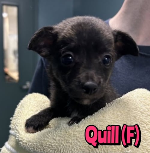 QUILL - Unknown available for adoption