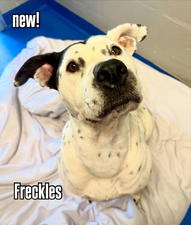 FRECKLES Image