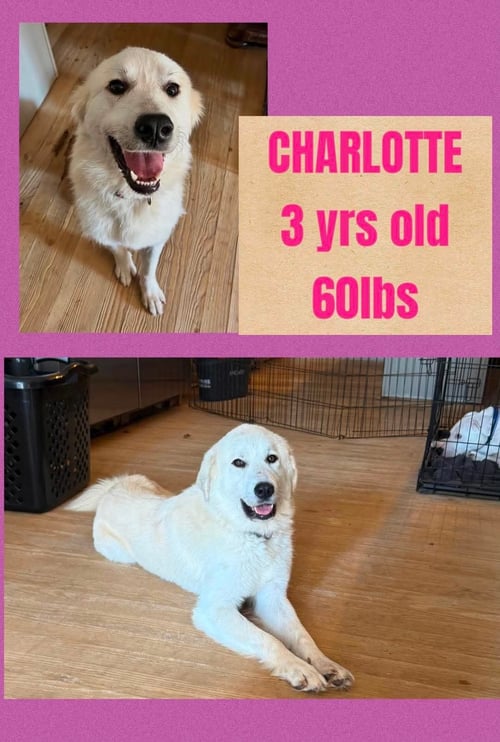 CHARLOTTE