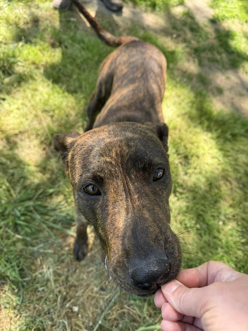 CASANOVA - Plott Hound available for adoption