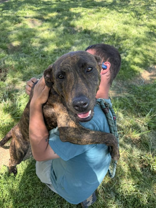 CASANOVA - Plott Hound available for adoption