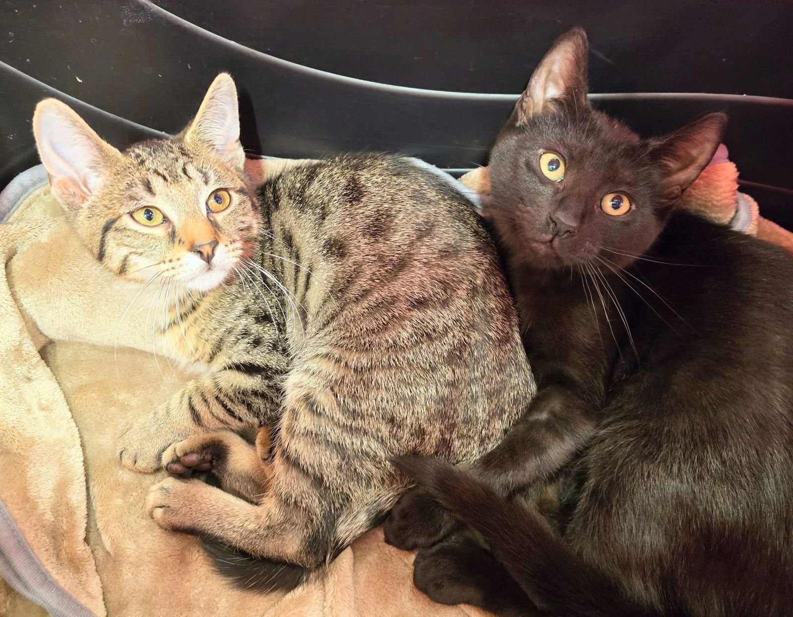 DOBERMAN AND BOXER - Domestic Short Hair available for adoption