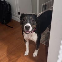 SADIE - Photo 3